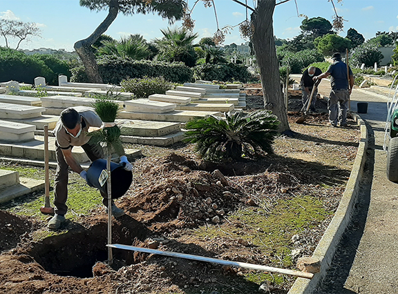 New tree scheme to replace storm-battered cemetery