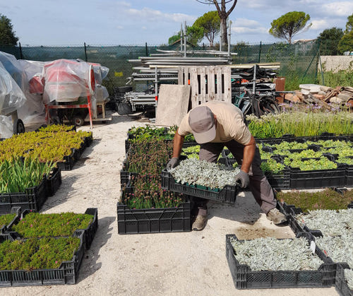 A CWGC gardener moves plants