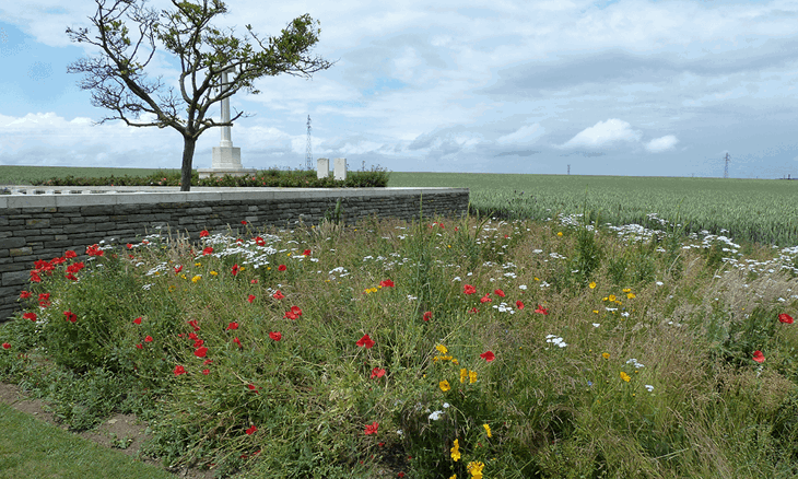 Wildflowers near a CWGC cemetery