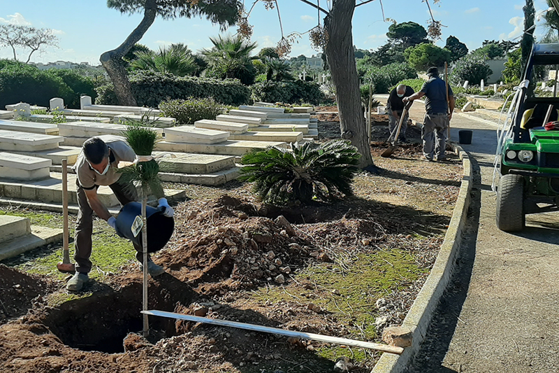 Tree planting in Malta